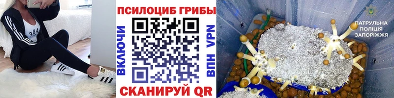 Псилоцибиновые грибы GOLDEN TEACHER  blacksprut онион  darknet Telegram  закладки  Петушки 